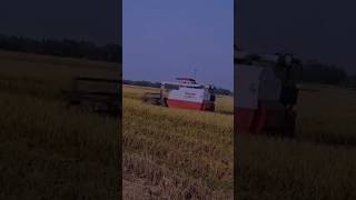 Yanmar aw 70gv power of combin harvest ✊⚡⚡youtubeshorts shorts shortsfeed yanmar [upl. by Neehcas]