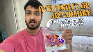 Betta females in my betta farm [upl. by Freya508]