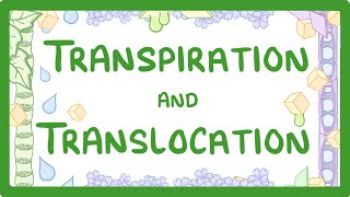 GCSE Biology  Transport in plants  Translocation Phloem and Transpiration Xylem 51 [upl. by Ragan]