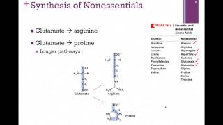 136Synthesis of Nonessential Amino Acids [upl. by Natye742]