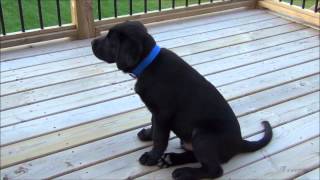 Ben  Black Labrador  4month old [upl. by Macdermot]