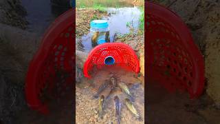 Survival Skills SIMPLE and USEFUL with PVC Fish trap survival shrots camping bushcraft skills [upl. by Hgielhsa]