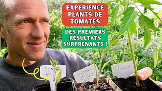 Expérience plants de tomates Ép03 ► Premiers résultats avec marc de café urine purins engrais [upl. by Lorine]