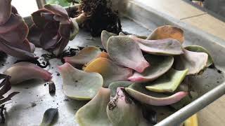 How To Save Dying Succulent [upl. by Block]