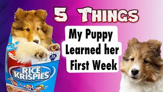 5 Things my Puppy Learned in her First Week 🐶 Dog Training 101 🐩Cricket the Sheltie Chronicles e024 [upl. by Aekal]