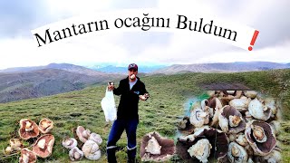 TOROSLARIN ZİRVESİNDE MANTAR AVIMantarın ocağını buldum❗ KÜLTÜR MANTARI [upl. by Dej]