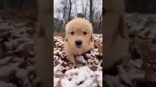 Cute Dog funny video part 1 youtubeshorts shorts funny funn [upl. by Eyoj]