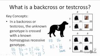 931 Backcross or Testcross [upl. by Ahmad]