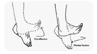 Dorsiflexion and plantar Flexion of the foot Anatomy body Movement terms [upl. by Wolfram364]