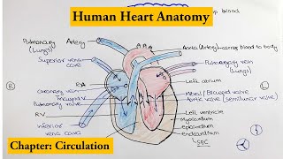 human heart Structure and Function  Detailed Overview  Chapter Circulation Video  2 [upl. by Lucais353]