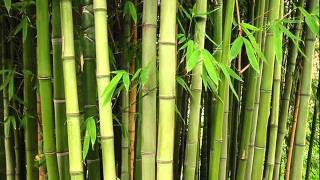 Bamboo growing noisewmv [upl. by Prochora734]