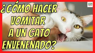 🆘 ¿CÓMO HACER VOMITAR A UN GATO ENVENENADO 🆘 CON SAL O AGUA OXIGENADA [upl. by Sumahs]