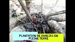 Plantation des dalhias en pleine terre [upl. by Nebur]