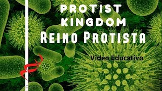 Reino Protista HD [upl. by Amadus]