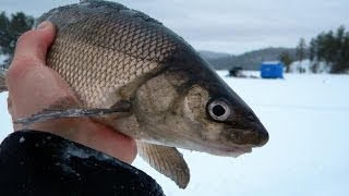 Straight To The Point Angling Adventures  Ice Fishing Whitefish Montage [upl. by Carlee]