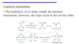 Imine Formation and Hydrolysis [upl. by Nebuer]