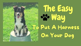 The Easy Way to Put a Harness On Your Dog [upl. by Ayek]