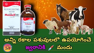 Melonex plus injection uses and dosage by veterinary telugu veterinarymedicine veterinary fever [upl. by Aciretnahs680]