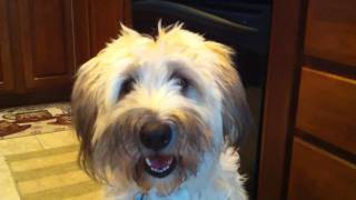 Sweet Wheaten Terrier Answers the TOUGH questions [upl. by Ameyn]