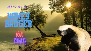 Discover honey badgers [upl. by Nacim575]