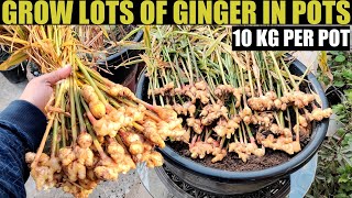 Easiest Way to Grow Ginger  SEED TO HARVEST [upl. by Abrams]