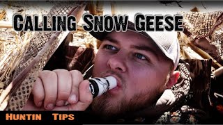 How to call Snow Geese in the Spring  Snow Goose Calls [upl. by Ybanrab]