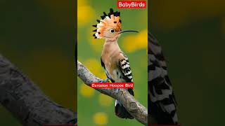 Eurasian Hoopoe Bird 😍bird birdslover birds pet usa shorts europe [upl. by Amadeus]