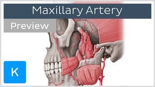 Maxillary Artery Anatomy Overview preview  Human Anatomy  Kenhub [upl. by Lodmilla473]