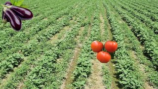 Row Planting And Mixed Intercropping Of Tomatoes And Eggplants its Care Total Cost amp Profits [upl. by Kary]