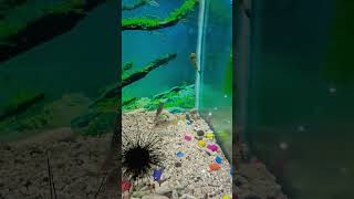 Buffer fish tank 🐬🐟👑🥰❤️😘 [upl. by Gregoire]