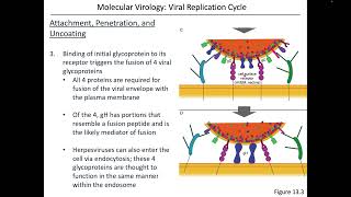 Virology Chapter 13 Part 2 [upl. by Haidedej]