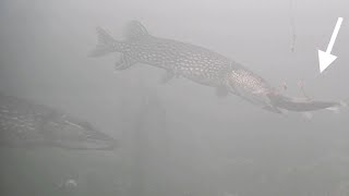 How to CATCH Trout All Day Ice Fishing 11 Mile Reservoir [upl. by Eelrihs842]