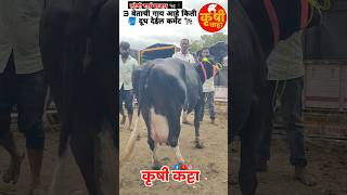 लोणी गाई बाजारातील 3 वेताची गाय किती दूध देईल कमेंट करूनlonibazarcowसांगाsangolabazarbaramati [upl. by Eelrahs]