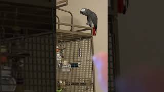 Mosley African Grey Parrot Waveing HI [upl. by Tavia876]