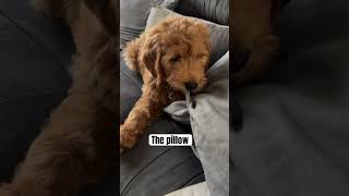 what you doin  puppy goldendoodle dog groodle [upl. by Ardeth]