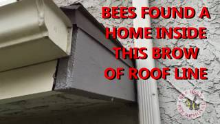 Quick Tips Bees Getting Into House from Cracks in Roof Line [upl. by Roon134]