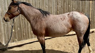 HANCOCK CANDY BAR 2016 AQHA Mare [upl. by Bainbridge]