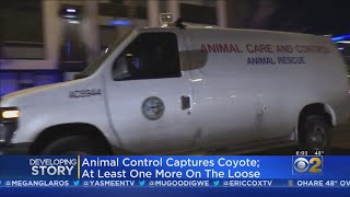 Animal Control Captures Coyote At Least One More On The Loose [upl. by Ehcram]