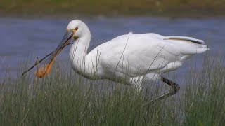 Slimbridge Spoonbill 4K [upl. by Atazroglam42]