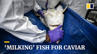 Thai farm ‘milks’ fish for caviar sparing their lives and saving money [upl. by Reis]