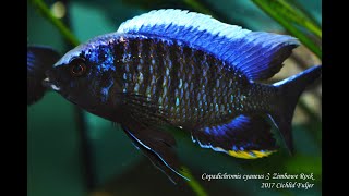 Copadichromis cyaneus Zimbawe Rock [upl. by Deegan341]