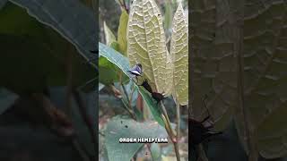 Chinches hediondas Edessa splendensFamilia Pentatomidaeorden Hemipterainsectosnaturalchinche [upl. by Hannaoj521]