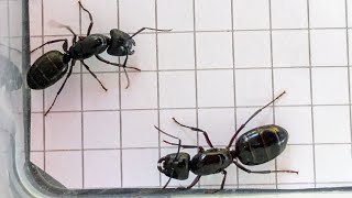 Camponotus pennsylvanicus USA vs Camponotus ligniperda Spain 12102024 [upl. by Arriet]