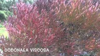 Dodonaea viscosa Garden Center online Costa Brava  Girona [upl. by Aihcropal83]