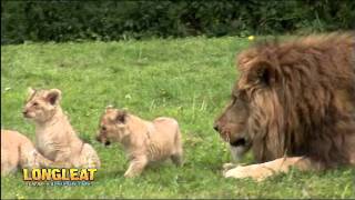 Quartet of Lion Cubs Take Their First Steps Outside at Longleat [upl. by Sharleen759]