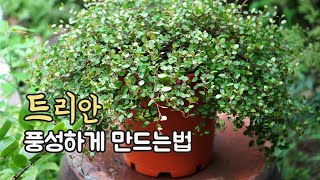 트리안 키우기 가지치기 방법 ♥ 풍성하게 키우는 노하우 Maidenhair vine Muehlenbeckia complexa Pruning ワイヤープランツの剪定 [upl. by Aleik335]