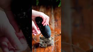 diy tutorial plant saxifrage in a stylish way indoorgarden bonsai diy terrariumart [upl. by Anitsrihc]