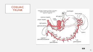 The Coeliac Trunk in 4 minutes [upl. by Shuma]