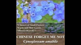 CHINESE FORGET ME NOT Cynoglossum amabile FLOWER SEEDS on wwwMySeedsCo [upl. by Noxas]