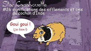 StarCacahouette 26 significations des sifflements et cris du cochon dInde [upl. by Airb]